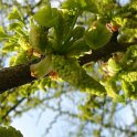 Ginkgo biloba fleur